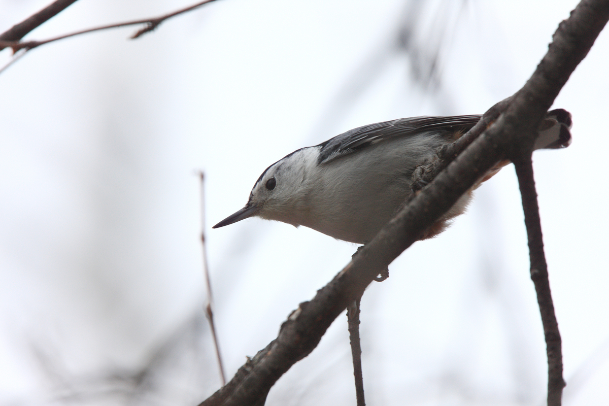 Getting to Know Your Backyard Birds Scott County, Iowa